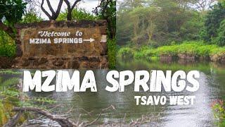 Discover the hidden oasis : Mzima Springs in Tsavo West National Park