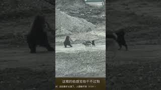 熊想：敵進我退，敵退我進... #funny #可愛動物#dog #animals #Bear