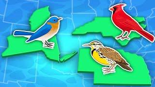 Discover The 50 State Birds Of The US | United States Geography Songs For Kids | KLT