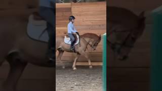 Collected trot on Charm #hobbyhorse #pony #horse #horselover #newpony #youtubeshorts