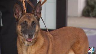 Military working dog Oosage honored in retirement ceremony at Naval Station Mayport