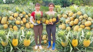 120 Days Harvest Pineapple, Papaya, Many Fish Goes To Market Sell - Off Grid Farm Life