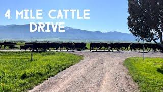 Driving The Cows Up To Their Summer Pastures