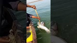 Ameging fishing video||Big Lachi#mkfishing#short