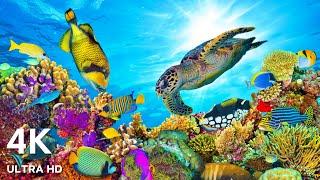 The Best 4K Ocean for Relaxation  Sea Animals With Calming Music - Rare & Colorful Sea Life Video