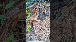 We are hungry  #birdlife #bird #birdwatching #birdlover #birding #birdphotography #fyp #fypシ #foryou