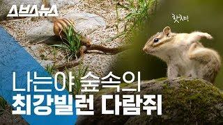 충격! 우리가 몰랐던 다람쥐의 '비밀' / 스브스뉴스