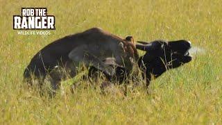 Lions Catch A Buffalo In Long Grass | Maasai Mara Safari | Zebra Plains