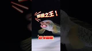 你有聽過瑪卡·巴卡嗎？ #吉宏水族 #吉宏老闆 #水族館 #巴卡雷龍 #shorts