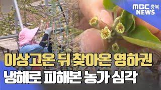 이상고온 이른 꽃망울 냉해에 '고사'ㅣMBC충북NEWS