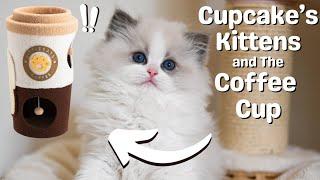 Ragdoll Kittens 10 Weeks Old  So Cute | Funny Kittens