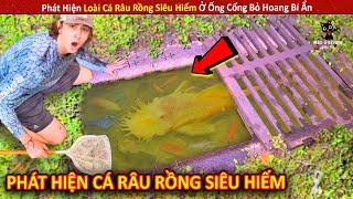 Phát Hiện Loài Cá Râu Rồng Siêu Hiếm Ở Ống Cống Bỏ Hoang Bí Ẩn || Review Giải Trí Đời Sống