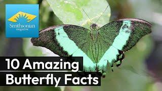 10 Enchanting Butterfly Facts Revealed!