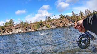 Amazingly Good Trout Fishing on world Famous River!