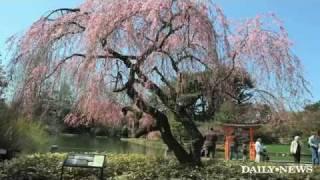 Cherry blossoms bloom in Brooklyn