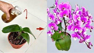 I do something very easy! It's strange that orchids bloom non-stop all year round