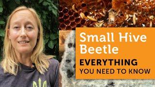 WHAT You Need to Know About the SMALL HIVE BEETLE - How ID, Traps, Prevention, Slime Outs & MORE