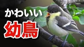 野鳥の絆に迫る！10種類の家族愛があふれる瞬間～