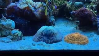 Shallow reef aquaasan