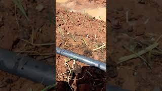 Onion transplanting under hose irrigation system 