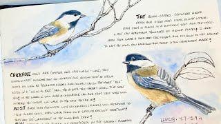 How To Draw A Realistic Bird/Watercolor Nature Journal