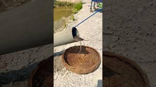 We built a fish trap and caught one — it’s 100% real! We’ll keep bringing you joy!”