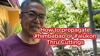 How to propagate #himbabao or #alukon thru cuttings