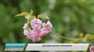 Відео цвітіння сакури у Тернополі