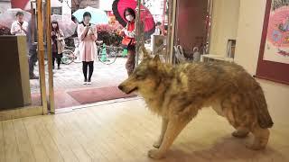 Realistic Wolf suit  in the gallery