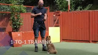 Puppy Training Options at Royvon