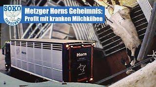 Metzger Horns Geheimnis: Profit mit kranken Milchkühen// SOKO Tierschutz e.V.