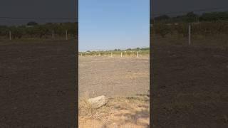 10 guntas land for sale Moinabad Hyderabad |8978410141 #music #bgm #song #openplots #hmda #shorts