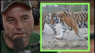 Joe Rogan | People in Texas Are Keeping Tigers as Pets