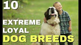 Top 10 Extreme Loyal Dog Breeds