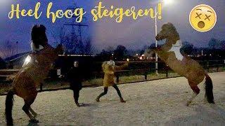 BOKKEN, SPRINGEN en heel hoog STEIGEREN! | felinehoi VLOGMAS #163