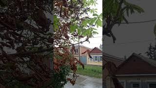 Новочеркасск.Сентябрь,Каштан Цветёт