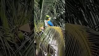 coconut water for birds . #birds #bird #coconut #coconutwater #birdwatching #birdslover #savebirds