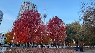 TORONTO LIVE Wednesday Evening Walk October 30, 2024 (20 Celsius)