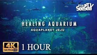 [Healing Aquarium 1Hour] 마음이 편안해지는 힐링 영상 l 아쿠아플라넷 제주 메인수조 1시간 바라보기 4K