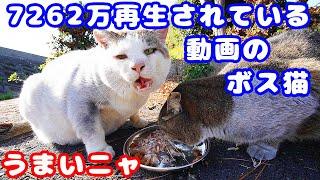 ７２６２万再生されている動画のボス猫たちにご飯をあげたら幸せそうに食べた さくらねこたちのニャンちゃんライフ 野良猫 Impressed cat video Stray cat restaurant