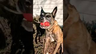 Working dog finds human remains.