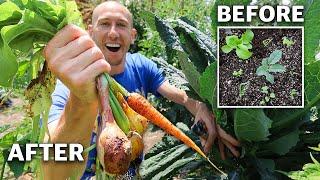 I Planted 9 DIFFERENT CROPS IN ONE SQUARE FOOT and you Won’t Believe What Happened…