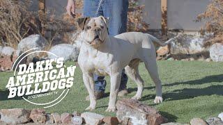 American Bulldog Yard Tour: The Ultimate Bulldog Experience