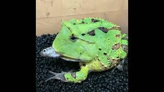 べぇー　アマゾンツノガエル　Surinam Horned frog　Ceratophrys cornuta　#shorts #shortsvideo