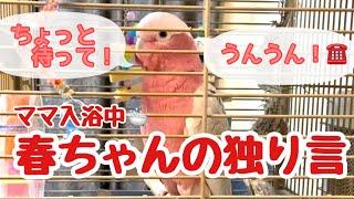 ママがお風呂に寂しくなったオウムの独り言【モモイロインコのおしゃべり】