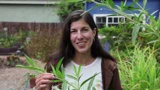 Growing Milkweed for Monarch Butterflies