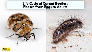 Life cycle of carpet beetles, phases from eggs to adults //The desire of life