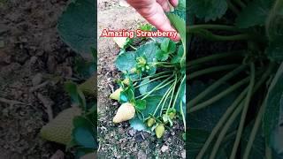 Sweet strawberry farming. #gardening #strawberry #plants