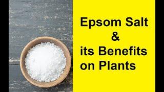 Epsom Salt & its Benefits on plants