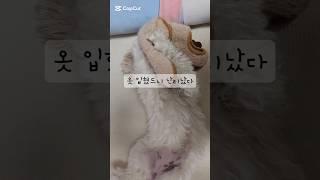 옷이 무슨 잘못이야? #강아지일상#말티푸